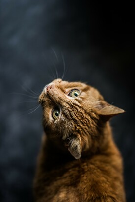 An orange tabby is looking up at you